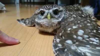 I swear to god Owls are just flying cats