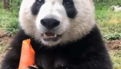 Panda Comiendo zanahoria