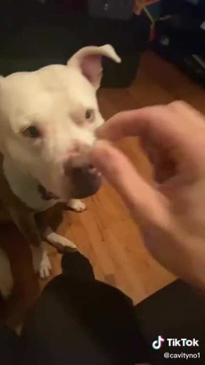 What if the dog gets dog food?