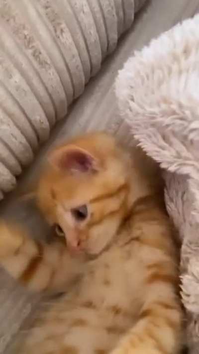 Котик