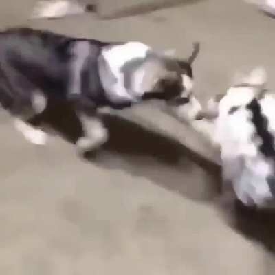 Noldu lan amcık ke&ccedil;i nere ka&ccedil;ıyon