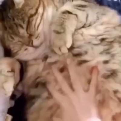 Living Stuffed Animal