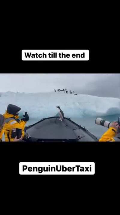 this poor penguin was running away from them most likely 🤣