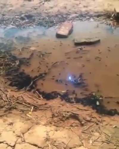 Как жарко! Попить что ли водички из этого пруда...