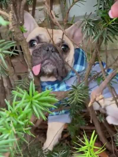 Worlds dumbest dog found after frantically searching for an hour&hellip; [OC]