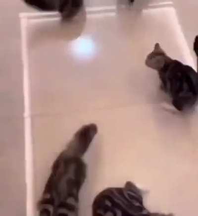 the yipee horde awaits for their meal