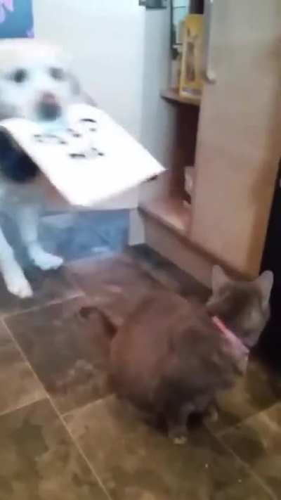 Покорми меня.... и кота