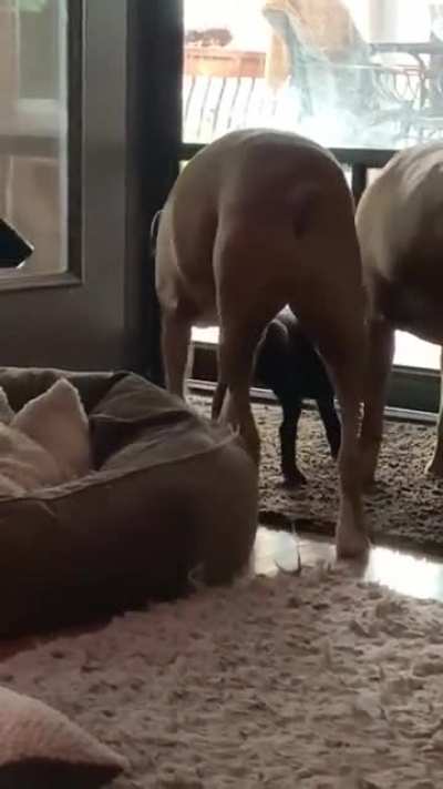 Big guy helps little guy figure out the doggy door