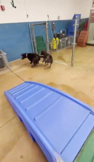 Doggy Daycare employee uses a guest&rsquo;s dog, without the owner&rsquo;s knowledge or permission, for &ldquo;practice&rdquo; socializing her aggressive pitbull.