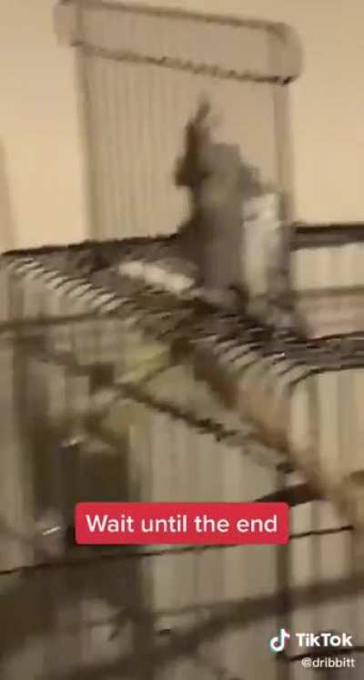 Bird listens to his own rules