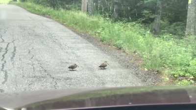 Birds "dancing" their way across the road