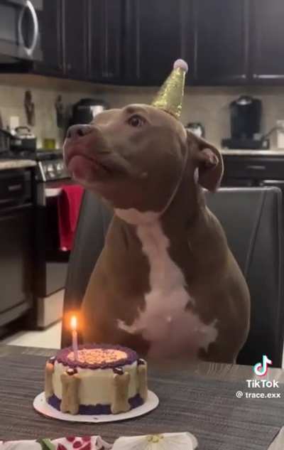 Dog blows out her own birthday candles