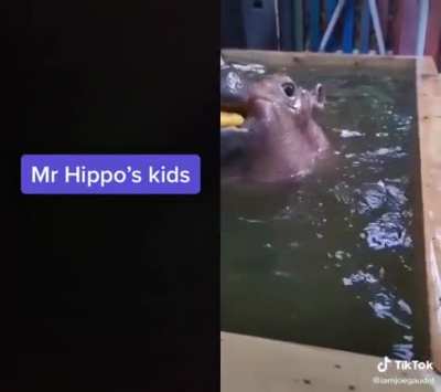 Mr. hippo has children and they&rsquo;re so cute