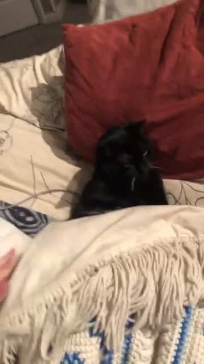 Tucking in the little lady after some well earned belly rubs