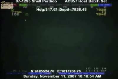 This squid deep below the ocean