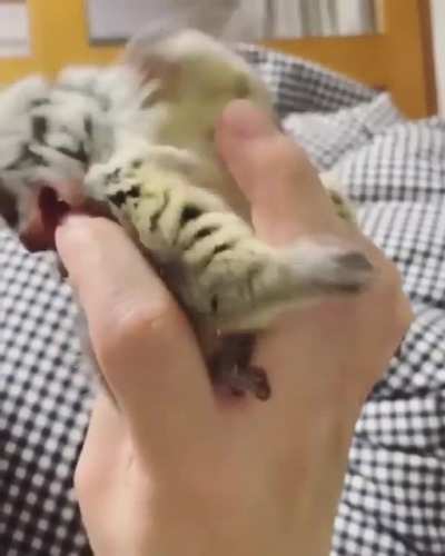 Хоба!