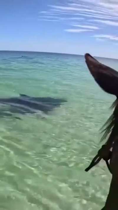 Dolphins come to meet horse