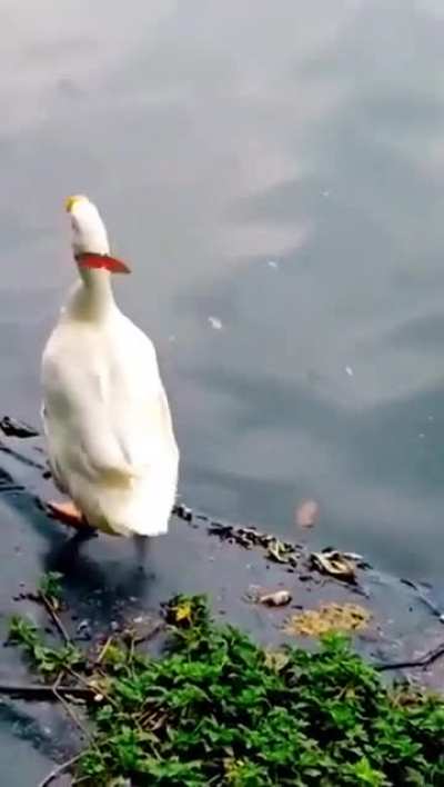 Duck