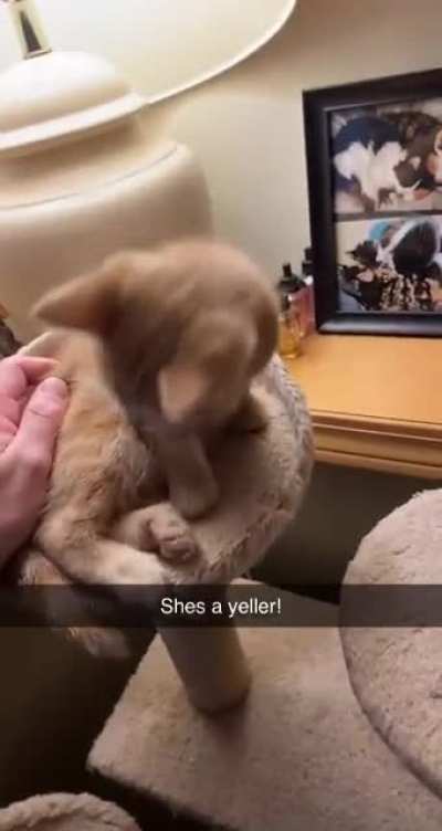 This is Nala and she just loves to yell after her naps