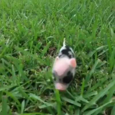 Prancing piglet