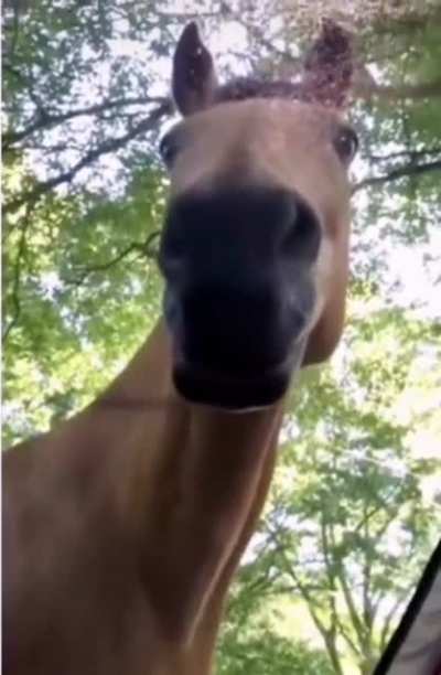 Ma&rsquo;am, You&rsquo;re On My Favourite Grass.