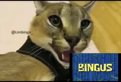 B I N G U S