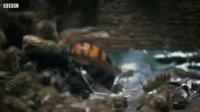 Bees kill a giant hornet with heat generated by their vibrating bodies