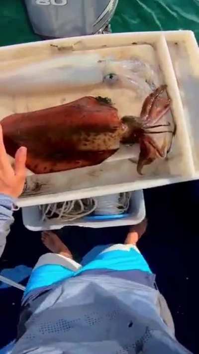 Apparently this is the most humane way to kill a squid.