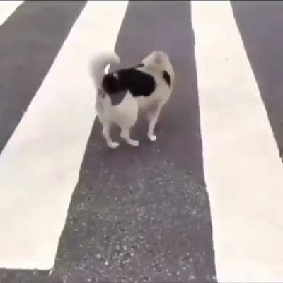 se correr o bicho pega...
