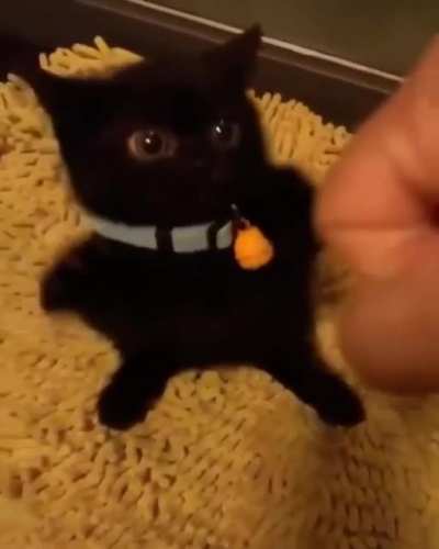 This kitten with human eyes