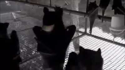 Bats filmed upside-down with music added in background.