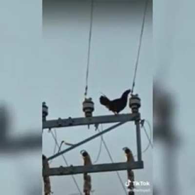 Monke flip diye ge&ccedil;inenler bir de chicken flip i g&ouml;rs&uuml;n bakim