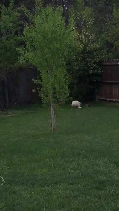The neighbor&rsquo;s cat likes to come over and play