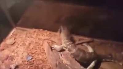 Video day 14