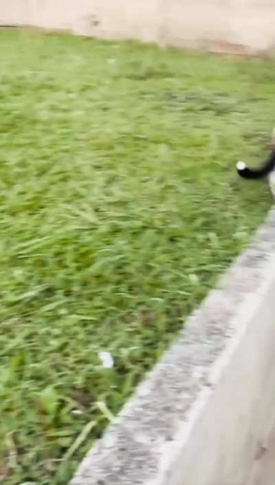 O gato viu que era in&uacute;til luta com tamanha for&ccedil;a canina