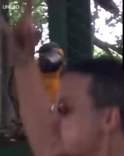 Parrot raving
