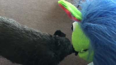 Puppet violence.