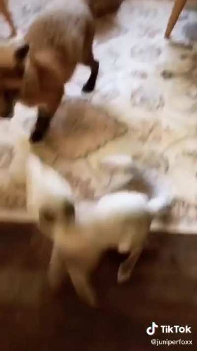 A Fennec Fox