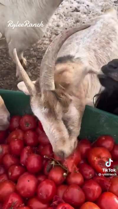 Didn&rsquo;t know goats LOVE tomatoes :)