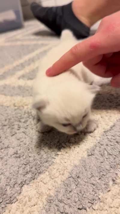 Small pets for a small baby