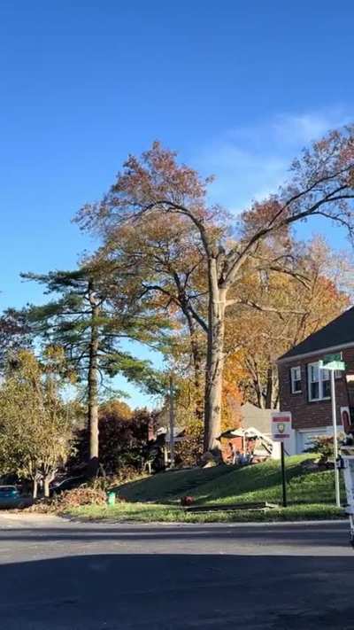 Tree landed on the wrong way