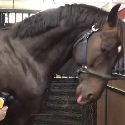 Horse doesn&rsquo;t know how to handle a massage gun