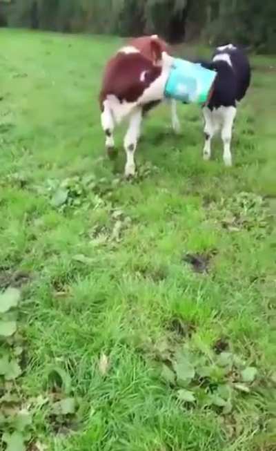 Mooo!