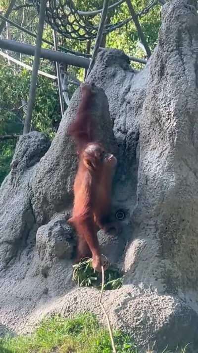 I love kaja the baby orangutan