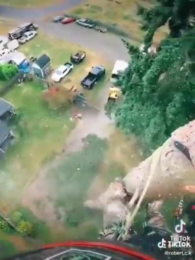 A maniac climbing and cutting a tree