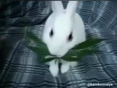 What a cute bu- wait, what is he doing??