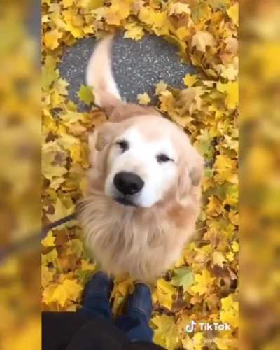 Happy boye creating leaf angels with his tail. 🍂