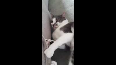 My cat goes so ballistic he gets trapped in a prop.