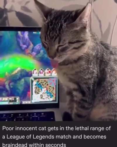 Pray for Wunk
