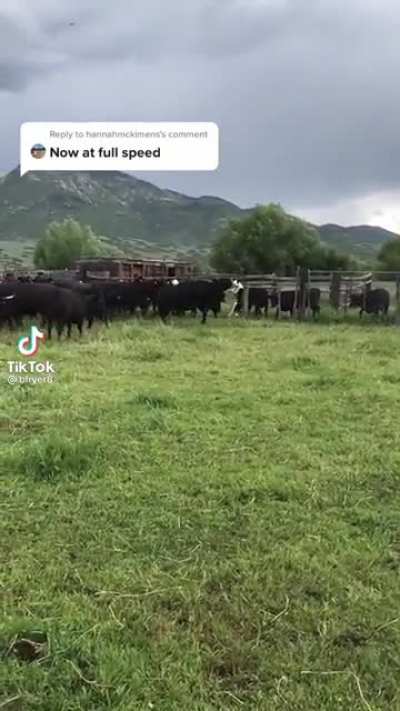 &ldquo;Down! Down! Tell the to the damn bull John!&rdquo;
